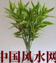 宜春十二生肖养什么植物最旺财运？你知道吗！